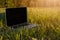 Laptop lying in the grass on a sunny summer