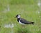 Lapwing