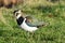 Lapwing