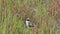 Lapwing Bird Chick on the Meadow