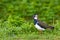 Lapwing bird on the grass