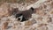 A Lapwing Bird Sitting in a Hatching Among The Stones on The Ground And Warming Her Eggs