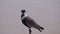 Lapwing bird standing by the lake water