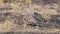 Lapwing bird stands among dry grass and cleans feathers