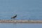 Lapwing bird vanellus vanellus standing on pebble beach