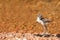 Lapwing Chick at Lake