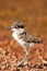 Lapwing Chick by Lake