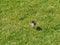 A Lapwing chicken on the grass