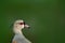 Lapwing, detail portrait. Southern Lapwing, Vanellus chilensis, water exotic bird during sunrise, in the nature habitat, Pantanal,