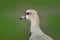 Lapwing, detail portrait. Southern Lapwing, Vanellus chilensis, water exotic bird during sunrise, in the nature habitat, Pantanal,