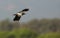 Lapwing in flight