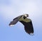 Lapwing in flight