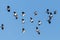 Lapwing flock vanellus vanellus in flight in sunny blue sky