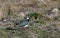 Lapwing in full breeding plumage