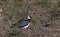 Lapwing in full breeding plumage