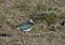 Lapwing in full breeding plumage