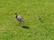 A lapwing with her chicken