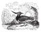 Lapwing hoopoe, vintage engraving