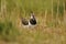 Lapwing on nest with eggs