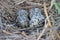 Lapwing nest with four eggs