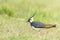 Lapwing, Northern Lapwing in the grass Vanellus vanellus Peewit