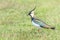 Lapwing, Northern Lapwing in the grass Vanellus vanellus Peewit