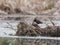 Lapwing on the river