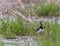 Lapwing on the river