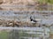 Lapwing on the river