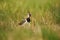 Lapwing in sedge