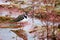 A lapwing side on and facing right paddles through a waterlogged ploughed field its distinctive black crest feathers curve above