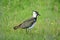 Lapwing standing in rough pasture