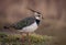 Lapwing, Vanellus vanellus, on grassland.