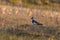 Lapwing vanellus vanellus standing in reed meadow in morning light