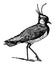 Lapwing, vintage illustration