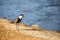 A lapwing walking along the water line