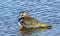 Lapwing in Water