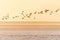 Lapwings flying over a frozen field during sunset
