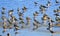 Lapwings stand guard over a flock of Golden Plover at RSPB Barnsley Old Moor.