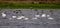 Lapwings and Whooper Swans in a small rippling lake