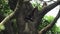 Lar Gibbon Hylobates lar, also known as White-Handed Gibbon Sitting on Tree Branch