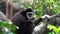Lar Gibbon Hylobates lar, also known as White-Handed Gibbon Sitting on Tree Branch