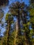 Larch in the Andes range, big tree in patagonia