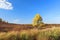 Larch autumn in the North of Western Siberia in September