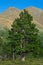 Larch on a background of mountains with a double top.