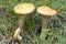 Larch Bolete