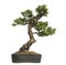 Larch bonsai tree, Larix, isolated
