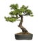 Larch bonsai tree, Larix, isolated