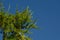 A larch branch with brown dry cones against the blue sky. Light green siberian larch tree, horizontal photo with copy space