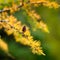 Larch branch with cone in autumn golden color with green background